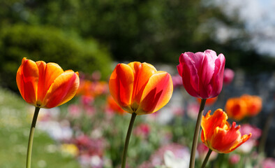 red and yellow tulips