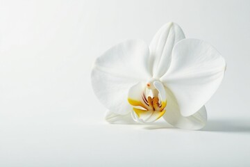Delicate white orchid blossom against pure white backdrop, image, floral, white background photography