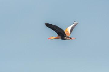 Black-bellied Whistling Duck Flying in Clear Blue Sky