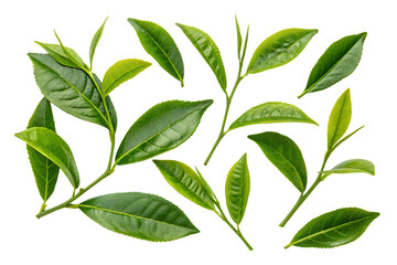 Fresh green tea leaves image