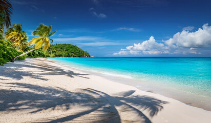 tropical white sand beach with palm trees and blue water