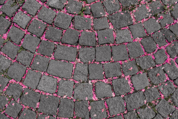 Pink Flower Petals on Old Stone Pavement. Romantic Spring Urban Background