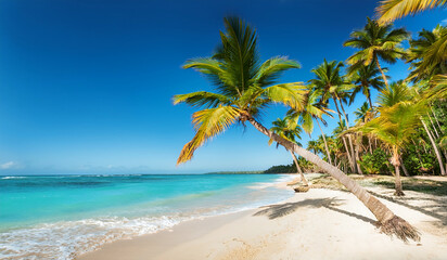 Obraz premium tropical white sand beach with palm trees and blue water