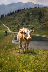 Vertical Portrait of Alpine Standing Cow with Landscape View in Austria. Beautiful Domestic Cattle during Sunny Day in Europe.