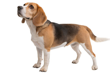 Beagle dog breed portrait