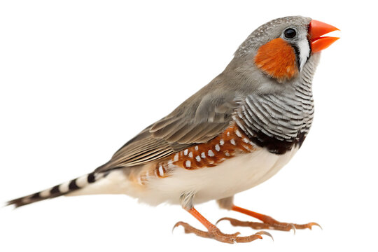 Zebra finch bird close up