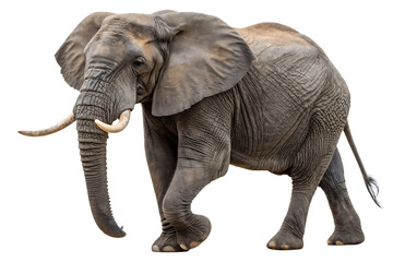 Obraz premium African elephant wildlife