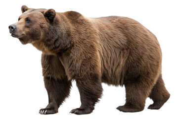Fototapeta premium Brown bear wildlife animal