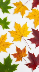 Obraz premium Maple leaves color transition from green to red, flatlay isolated