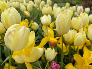 Soft Yellow Tulips Blooming in Spring Garden