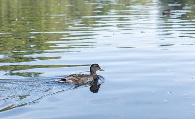 The duck is swimming on the water.