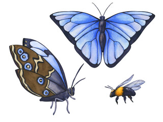 Collection of watercolor insects. Watercolor hand drawn illustration Blue Morpho Butterfly and bumblebee isolated on transparent background. Blue tropical butterflies for invitation and card