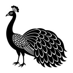 black and white peacock