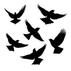Obraz premium flock of birds in flight vector illustration