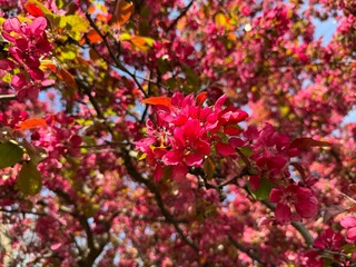 Pink flowers bloom on the branches of the Malus spectabilis tree. Close-up. Crabapple known by the common names Asiatic apple, Chinese crab, HaiTang and Chinese flowering apple.
