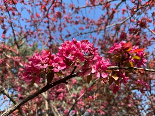 Obraz premium Pink flowers bloom on the branches of the Malus spectabilis tree. Close-up. Crabapple known by the common names Asiatic apple, Chinese crab, HaiTang and Chinese flowering apple. 