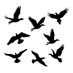 Obraz premium flock of birds in flight vector illustration