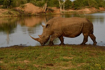 Majestic Rhinoceros at Sunny Safari waterhole  © Emil