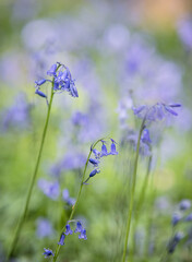 English spring Bluebells in St Vincents Wood, Freeland, Oxfordshire