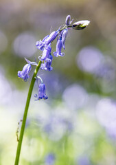 English spring Bluebells in St Vincents Wood, Freeland, Oxfordshire