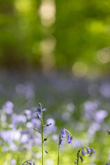 English spring Bluebells in St Vincents Wood, Freeland, Oxfordshire