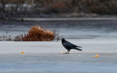Obraz premium Raven checking out something on the Ice 