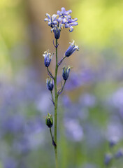 English spring Bluebells in St Vincents Wood, Freeland, Oxfordshire