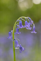 English spring Bluebells in St Vincents Wood, Freeland, Oxfordshire