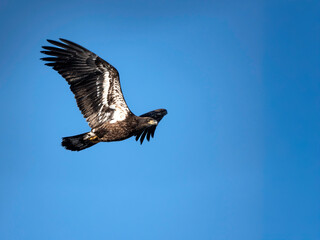 Juvenile Bald Eagle in Flight 