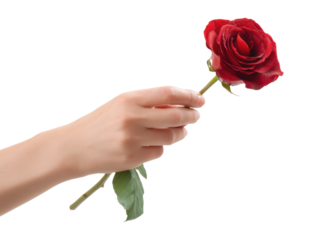 Elegant Female Hand Gracefully Holding Single Red Rose Flower with Green Stem and Delicate Petals Isolated on Transparent and White Background