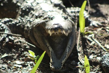 Crocodile with mouth open ready to attack and bite