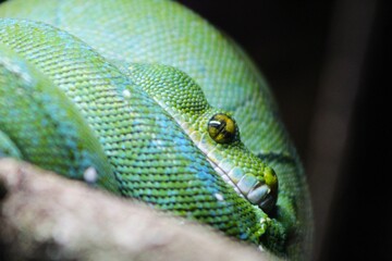 Close up side portrait of a green tree python