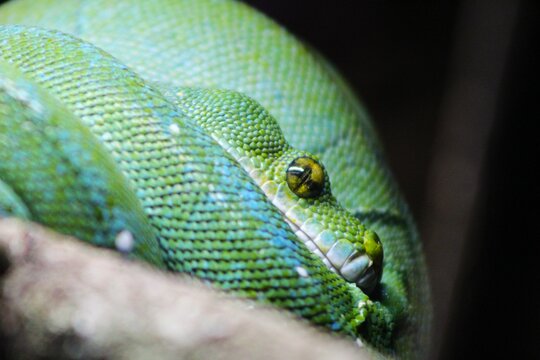 Close up side portrait of a green tree python