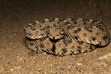 Full body front of picture of a Sidewinder (Crotalus cerastes) rattlesnake