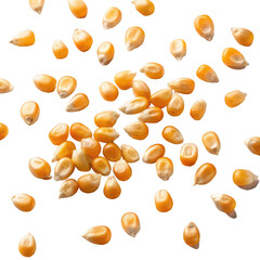 Corn seeds png maize kernels png dried corn seeds png yellow corn seeds png organic corn seeds png transparent background image