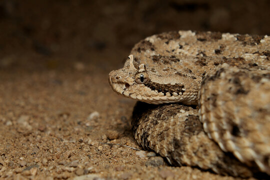 Close up side portrait shot of a Sidewinder (Crotalus cerastes) on sand