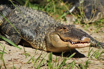 Young alligator waiting for its next meal on a sandy and slightly vegetated surface.  Photo taken at the alligator farm