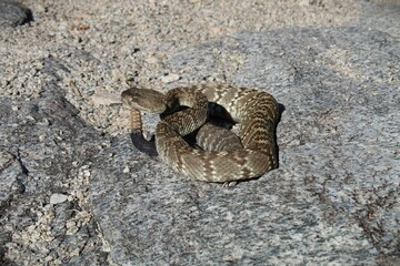 Black-tailed Rattlesnake (Crotalus molossus) coiled in a strike pose on a sandy/rocky surface