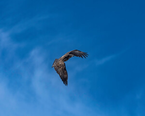 Juvenile Bald Eagle in Flight 