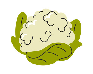Cauliflower hand drawn healthful vegetable
