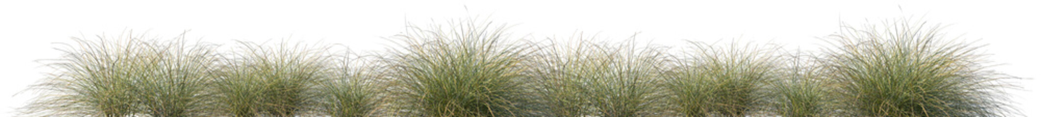 Set of Deschampsia cespitosa (commonly known as tufted hairgrass or tussock grass) isolated frontal png on a transparent background perfectly cutout