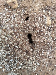 stones on the ground