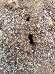 ants on the ground