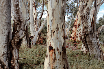 Naklejka premium textured bark of eucalyptus trees in australian bushland