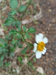 white daisy flower