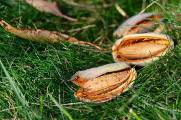 Almond fruits on a tree in the garden.