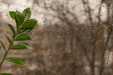 Green glossy leaves of zamioculcas plant near rain-streaked window. Water droplets on glass create soft blurred background highlighting plant's sculptural foliage perfect for home decor concepts 
