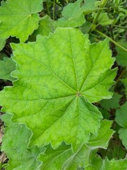green maple leaf