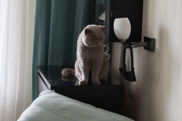 British shorthair cat. Sitting on the dresser in the bedroom