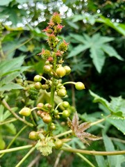 wild strawberry on a bush